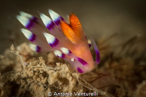 Coryphellina exoptata nudibranch _Feb 2024
(Canon 100,1/... by Antonio Venturelli 